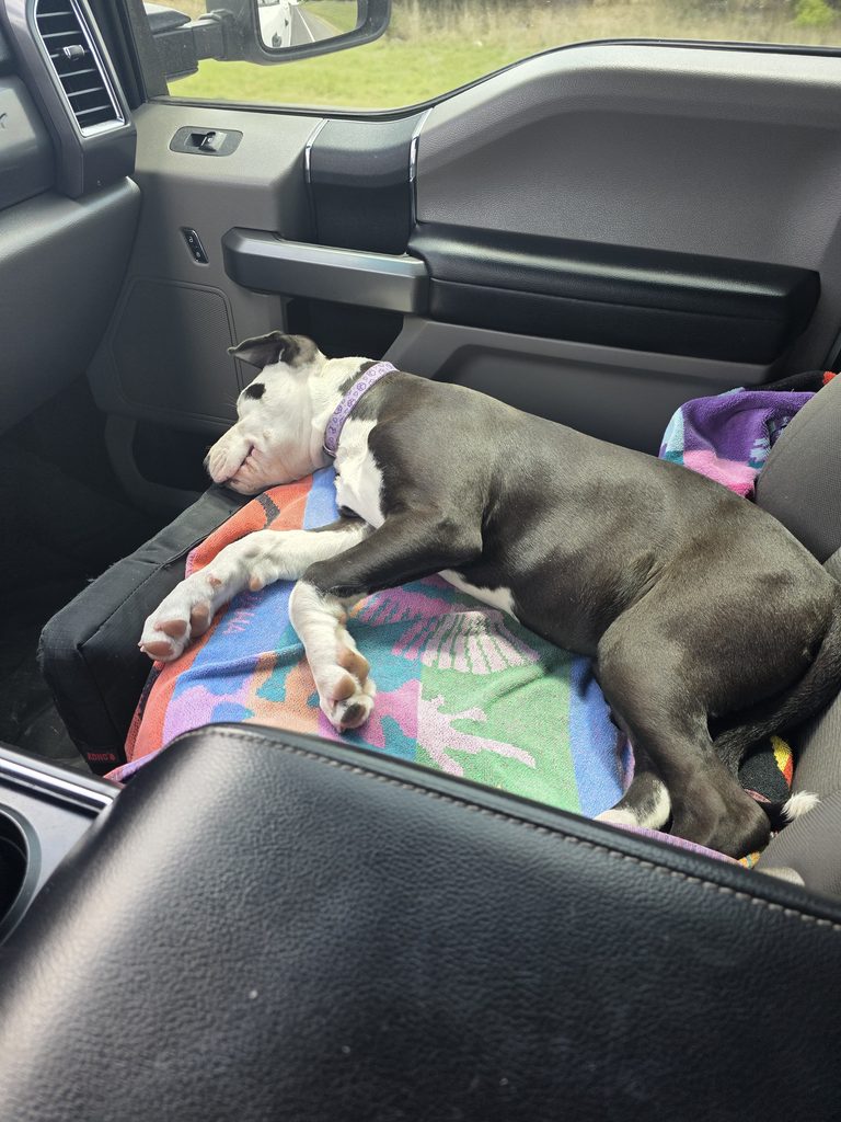 Black and white puppy sleeping comfortably on a colorful blanket inside a vehicle.