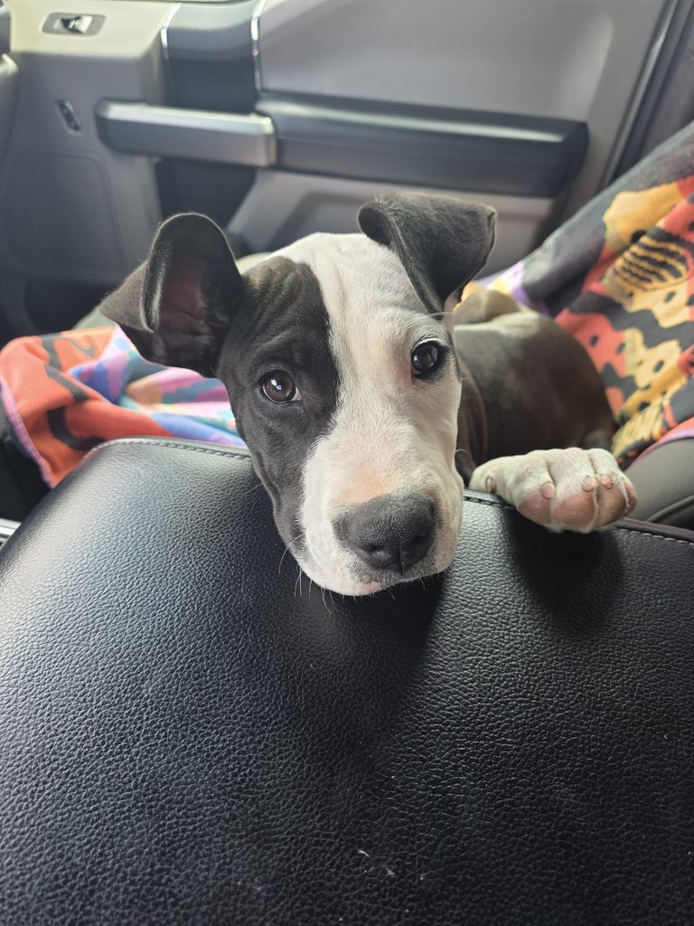 Black and white puppy looking toward the camera inside a vehicle.